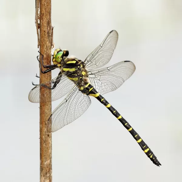 páskovec kroužkovaný (Cordulegaster boltonii) ♂