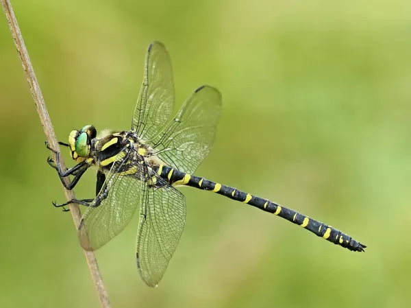 páskovec kroužkovaný (Cordulegaster boltonii) ♂