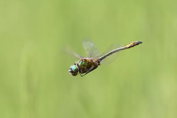lesklice měděnná (Cordulia aenea) ♂