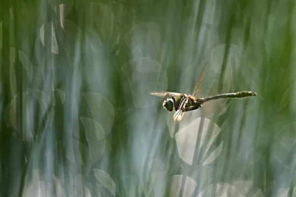 lesklice měděnná (Cordulia aenea) ♂