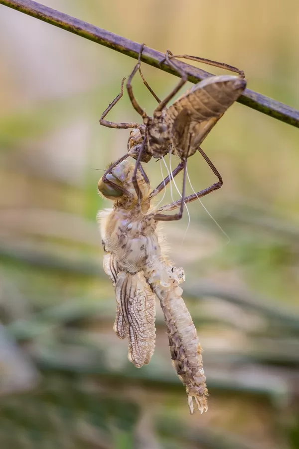 lesklice měděnná (Cordulia aenea) ♂