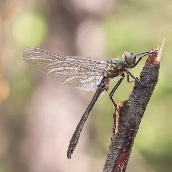 lesklice měděnná (Cordulia aenea) ♂