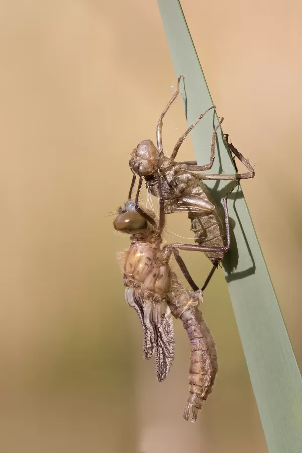 lesklice měděnná (Cordulia aenea) ♂
