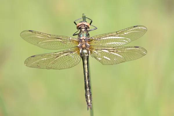 lesklice měděnná (Cordulia aenea) ♀