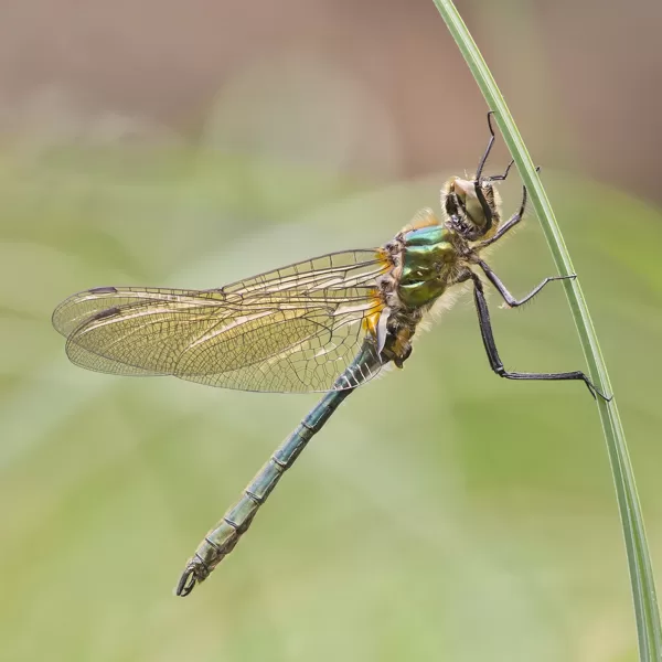 lesklice měděnná (Cordulia aenea) ♂
