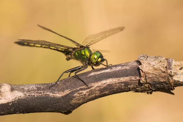 lesklice zelenavá (Somatochlora metallica) ♂
