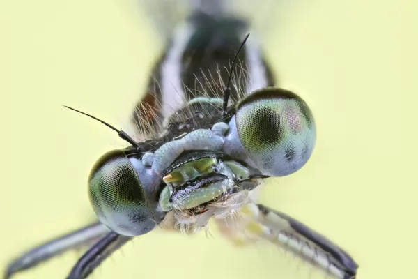 šidélko páskované (Coenagrion puella) ♀