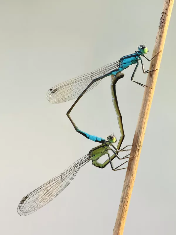 Šidélko větší (Ischnura elegans) ♂ + ♀
