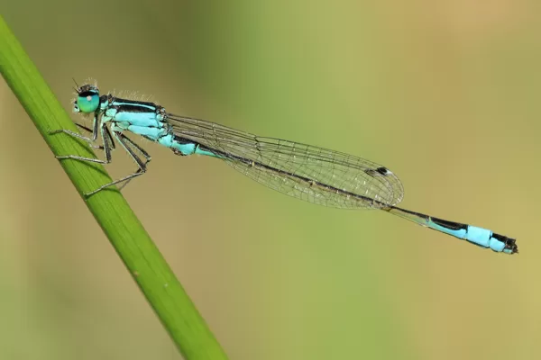 Šidélko větší (Ischnura elegans) ♂
