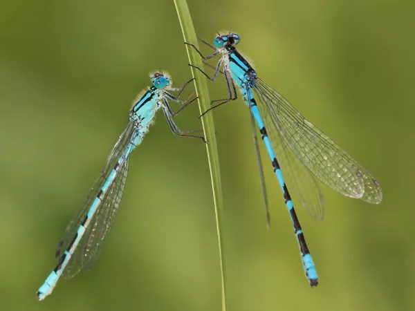 Šidélko kroužkované (Enallagma cyathigerum) ♂