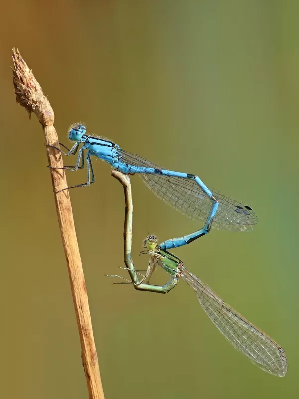 Šidélko kroužkované (Enallagma cyathigerum) ♂ + ♀