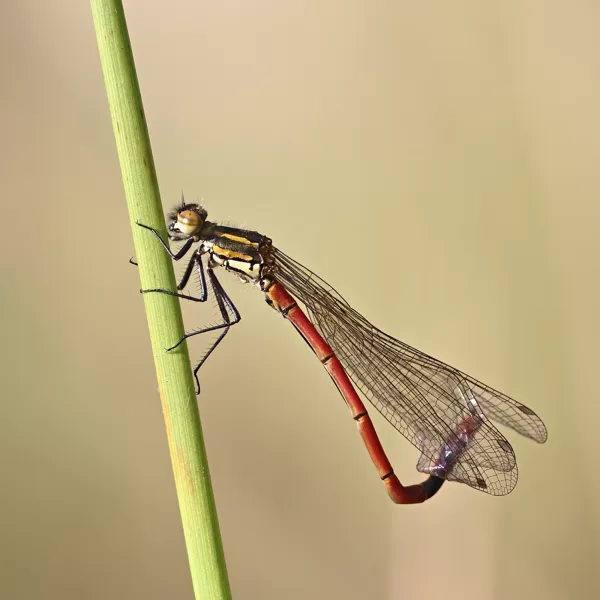 šidélko ruměnné (Pyrrhosoma nymphula) ♂