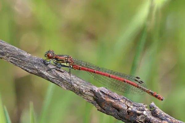 šidélko ruměnné (Pyrrhosoma nymphula) ♂
