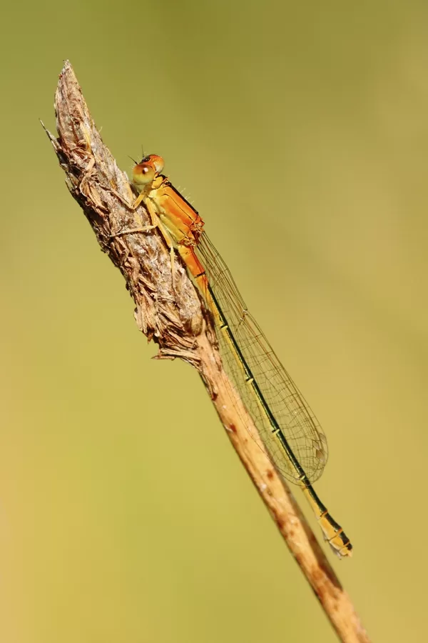 šidélko malé (Ischnura pumilio) ♀