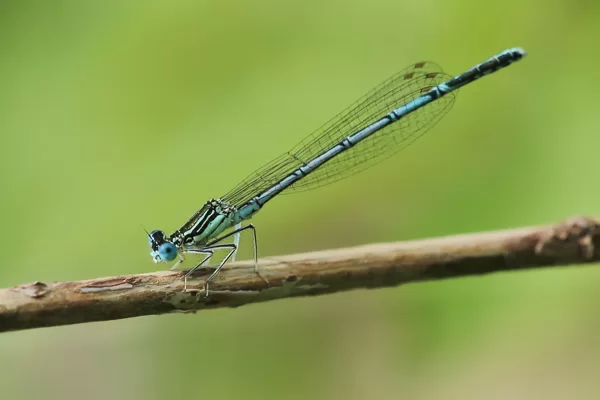 Šidélko brvonohé (Platycnemis pennipes) ♂