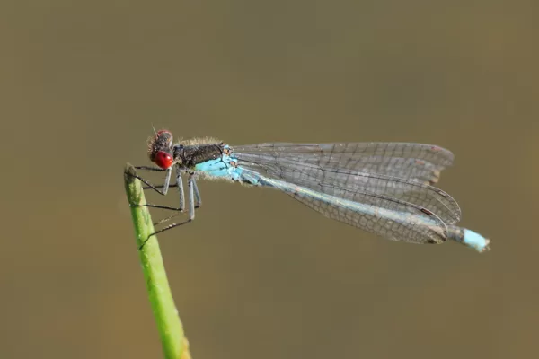 Šidélko rudoočko (Erythromma najas) ♂