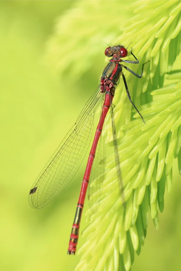 šidélko ruměnné (Pyrrhosoma nymphula) ♂