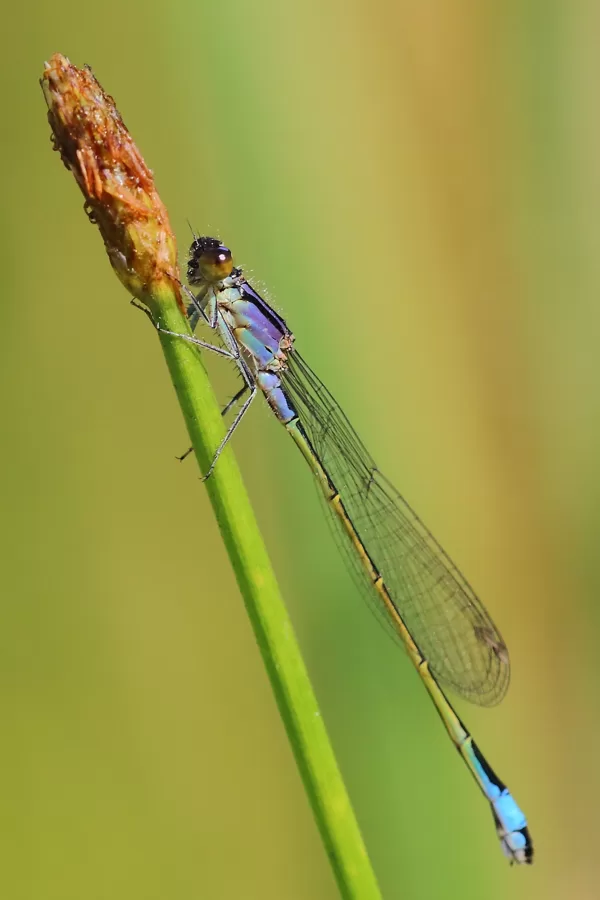 Šidélko větší (Ischnura elegans) ♂