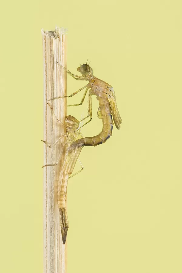 Šidélko páskované (Coenagrion puella) ♂