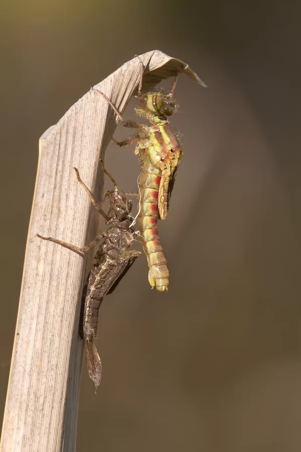 šidélko ruměnné (Pyrrhosoma nymphula) ♀