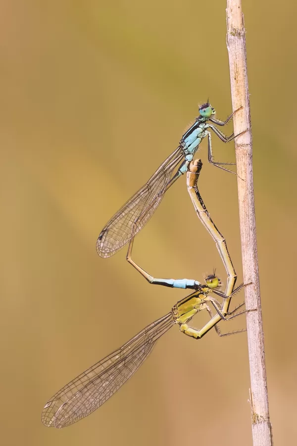 šidélko větší (Ischnura elegans) ♂ + ♀