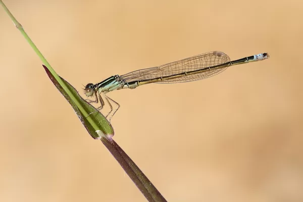 šidélko malé (Ischnura pumilio) ♂