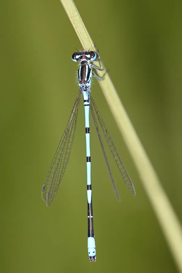 šidélko páskované (Coenagrion puella) ♂