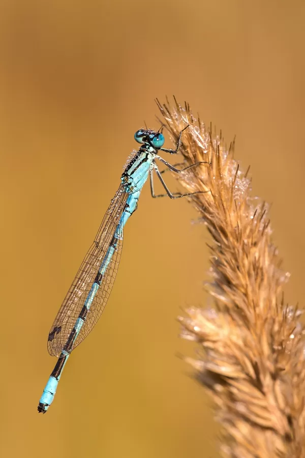 šidélko kroužkované (Enallagma cyathigerum) ♂