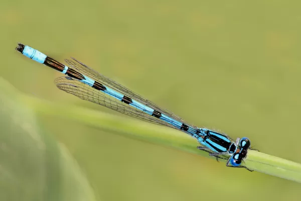 šidélko kroužkované (Enallagma cyathigerum) ♂