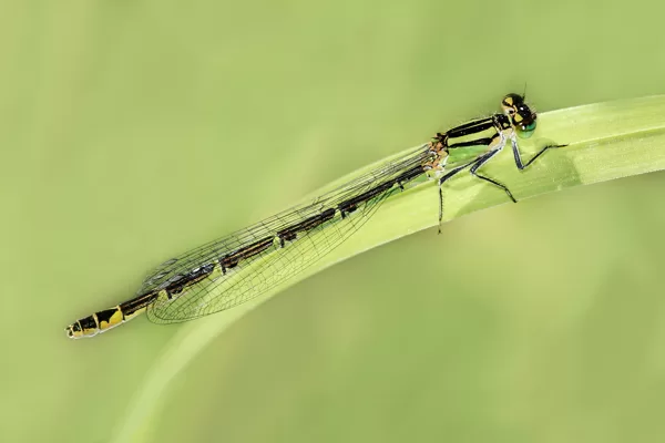 šidélko kroužkované (Enallagma cyathigerum) ♀