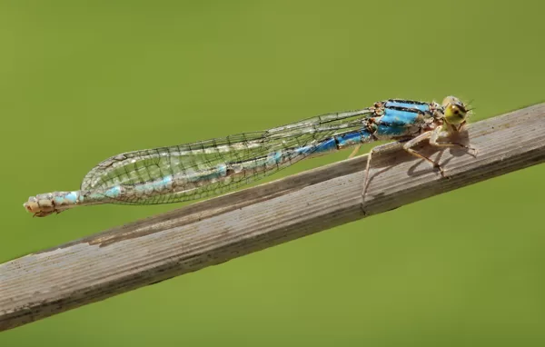 šidélko kroužkované (Enallagma cyathigerum) ♀ - modrá forma
