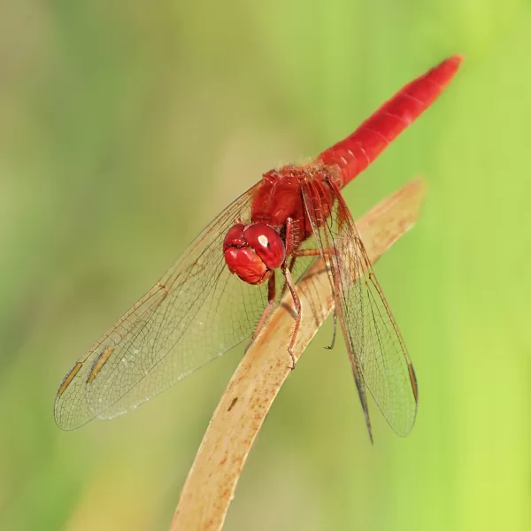 Vážka červená (Crocothemis erythraea) ♂