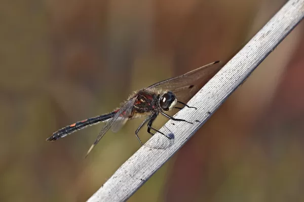 Vážka čárkovaná (Leucorrhinia dubia) ♂