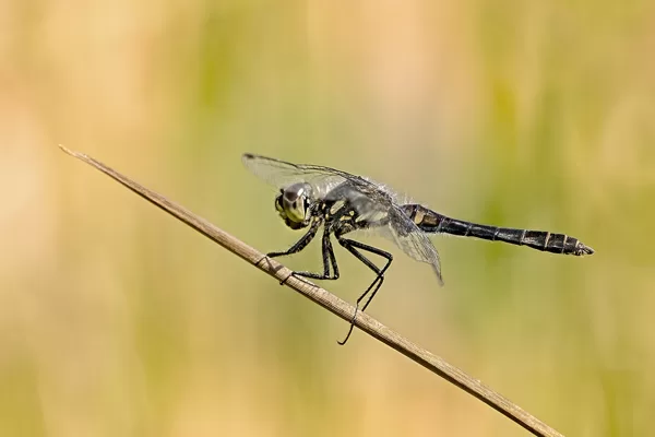 Vážka tmavá (Sympetrum danae) ♂