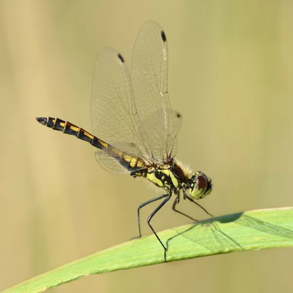 Vážka tmavá (Sympetrum danae) ♂