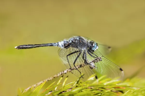 Vážka běloústá (Leucorrhinia albifrons) ♂