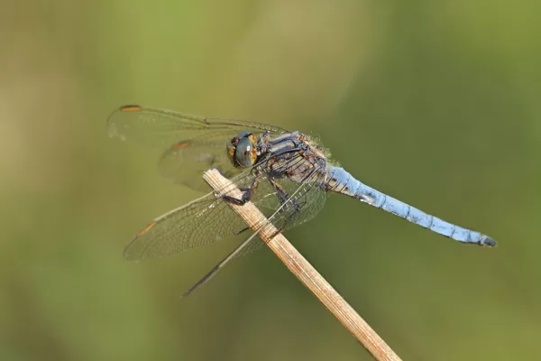 Vážka žlutoskvrnná (Orthetrum coerulescens) ♂