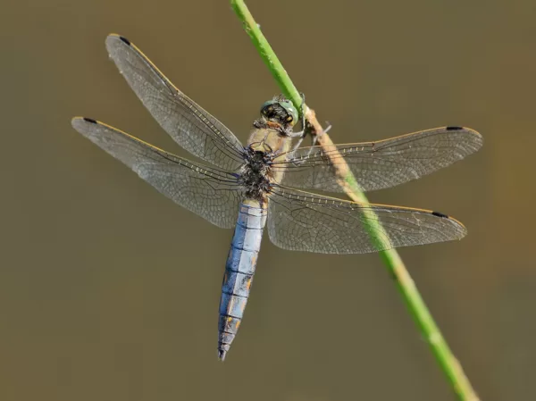 Vážka černořitná (Orthetrum cancellatum) ♂