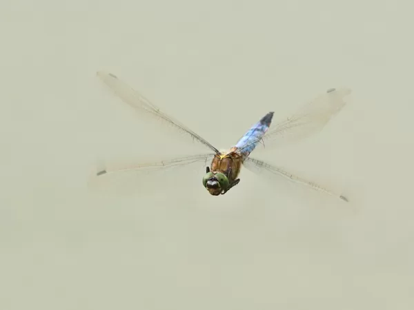 Vážka černořitná (Orthetrum cancellatum) ♂