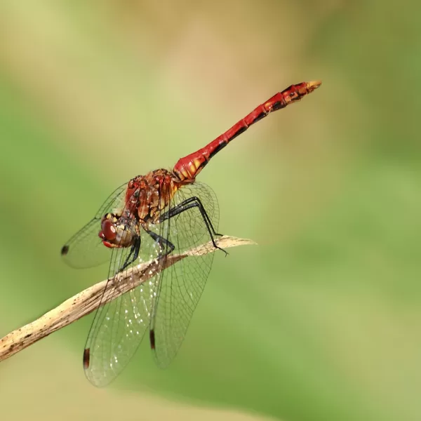 Vážka rudá (Sympetrum sanguineum) ♂