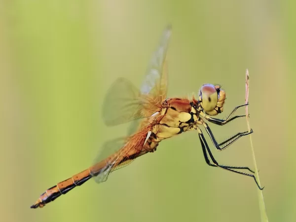 Vážka žlutavá (Sympetrum flaveolum) ♀
