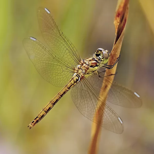 Vážka obecná (Sympetrum vulgatum) ♀