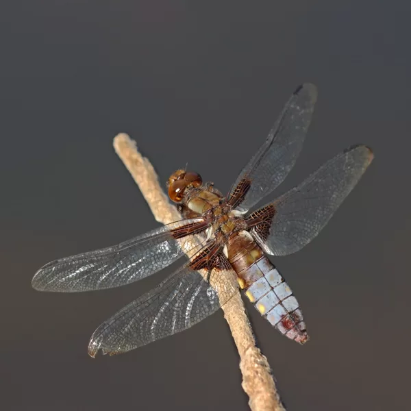 Vážka ploská (Libellula depressa) ♀