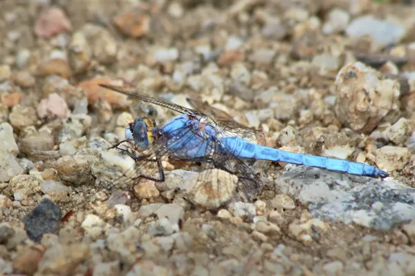 Vážka hnědoskvrnná (Orthetrum brunneum) ♂