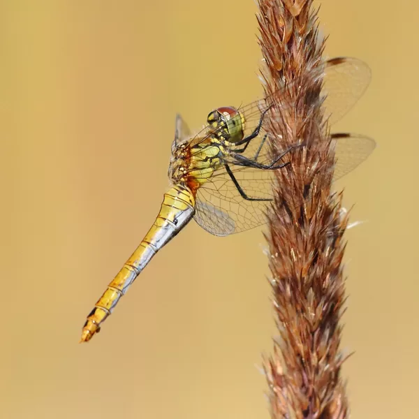 Vážka rudá (Sympetrum sanguineum) ♀