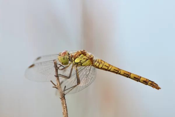 Vážka žíhaná (Sympetrum striolatum) ♀
