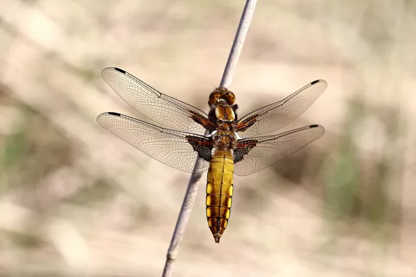 Vážka ploská (Libellula depressa) ♂