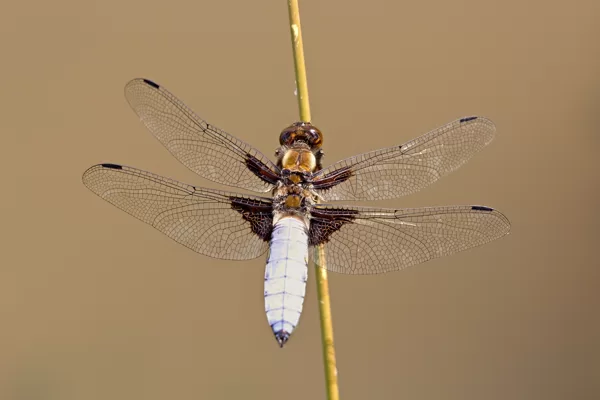 Vážka ploská (Libellula depressa) ♂