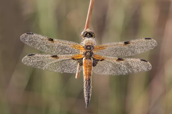 Vážka čtyřskvrnná (Libellula quadrimaculata) ♂