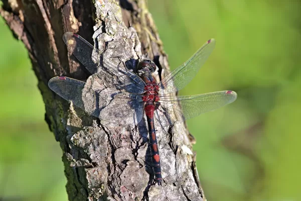 Vážka tmavoskvrnná (Leucorrhinia rubicunda) ♂